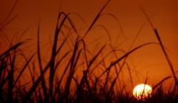 Bumi Makin Panas, BMKG: Rekor Suhu Global 2023 Pecahkan Rekor!