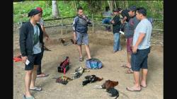 Polisi Gerebek Judi Sabung Ayam di Makassar, Puluhan Orang Berhamburan 7 Ditangkap