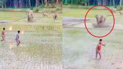 Viral Warga Usir Kawanan Gajah di Persawahan Malah Dikejar Balik<