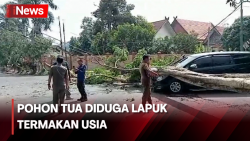Minibus Ringsek Tertimpa Pohon Besar yang Tumbang di Jambi 