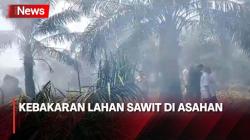 Belasan Hektare Lahan Sawit di Asahan Terbakar