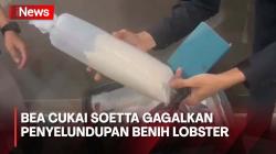 Benih Lobster Senilai Rp5,3 Miliar Gagal Diselundupkan ke Singapura
