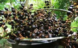 Petani Aceh Barat Panen Buah Rotan, Siap Diekspor ke Hong Kong hingga China