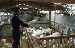 Kisah Sukses Rayndra Syahdan Mahmudin Petani Milenial Magelang yang Miliki 1.100 Domba<