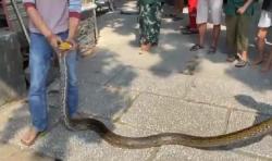 Ngeri! Ular Piton 6 Meter Sembunyi dalam Gudang Toko Bangunan di Ternate