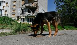 Jelang G20, India Razia Besar-Besaran Anjing Liar di Jalanan