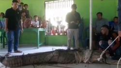 Buaya 4 Meter Ditangkap Warga Ogan Ilir, Dibawa ke Balai Desa Jadi Tontonan