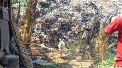4 Kambing Warga Majalengka Mati gegara Minum Air Tercemar Lindi TPA Heuleut<