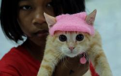 Peringatan Hari Kucing Sedunia di Solo