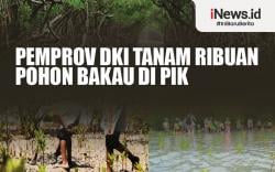 Infografis Pemprov DKI Tanam Ribuan Pohon Bakau di PIK