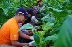 Petani Gunungkidul Masuki Masa Panen Raya Tembakau, Produksi Merosot