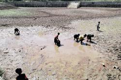 Ratusan Telaga di Gunungkidul Kering akibat Kemarau Panjang<