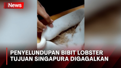 Bea Cukai Batam Kembali Gagalkan Penyelundupan Bibit Lobster Senilai Rp5,5 Miliar