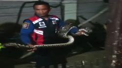 Warga Samarang Garut Geger, Ular Piton 3 Meter Sembunyi di Kandang Ayam<