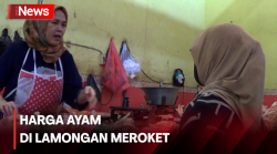 Harga Ayam Meroket! Pedagang Mengeluh Sepi Pembeli 