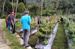 Pupuk Organik Peneliti Faperta Unej Dongkrak Produktivitas Cabai di Trenggalek, Hasilnya Mampu 35 Kali Panen