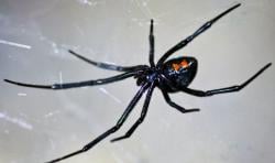 Miris, Bocah Ini Sengaja Digigit Laba-Laba Black Widow karena Ingin Jadi Spider-Man