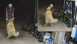 Terekam CCTV, Maling Ini Gasak Sepeda Mahal Sambil Jinakkan Anjing Peliharaan