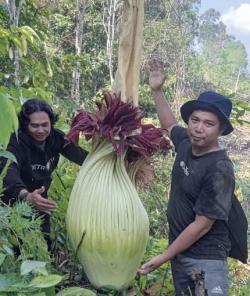 Heboh Bunga Bangkai Raksasa Mekar di Kebun Karet Warga Musi Rawas