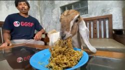  Unik, Kambing di Banjarnegara Ini Hobi Makan Mi Goreng, Biskuit hingga Minum Susu Sapi<