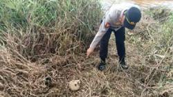 Temuan Tengkorak dan Kerangka Manusia di Tanjung Pinang Berjenis Kelamin Perempuan