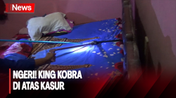 Heboh King Kobra di Atas Kasur, Petugas Damkar Barito Utara Terjun ke TKP