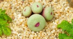 Viral, Tanaman Unik asal Afrika Selatan Punya Bentuk seperti Bibir Perempuan 