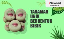 Infografis Conophytum Pageae, Tanaman Unik yang Memiliki Bentuk seperti Bibir