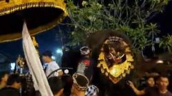 Pemuda di Tabanan Gelar Acara Mepetuk Barong Bangkal sebelum Hari Raya Kuningan<