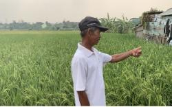 Persawahan di Bekasi Kekeringan Dampak El Nino, Begini Penampakannya