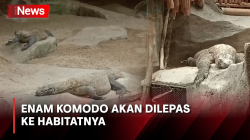 Berhasil Kembang Biak di Taman Safari, Enam Komodo akan Dilepas ke Habitatnya