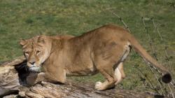 Ngeri! Singa Kabur dari Kandang Teror Warga di Korsel, Terpaksa Ditembak Mati 