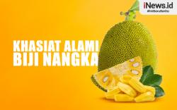 Infografis Khasiat Alami Biji Nangka untuk Kesehatan Tubuh