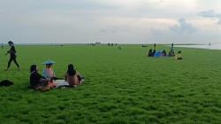 Indahnya Danau Semayang Surut dan Jadi Daratan saat Kemarau, Ditumbuhi Rumput Hijau