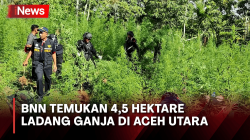 Berkedok Perkebunan Warga, BNN Temukan 4,5 Hektare Ladang Ganja di Aceh Utara