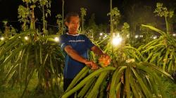 Kolaborasi Astra melalui YDBA dengan Polbangtan Malang Bina Petani Buah Naga