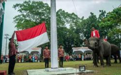 Unik! Gajah Sumatera Jadi Petugas Pengibar Bendera Upacara HUT RI