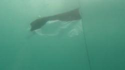 Merinding, Pengibaran Bendera Merah Putih di Laut Kota Padang, 40 Penyelam Diterjunkan