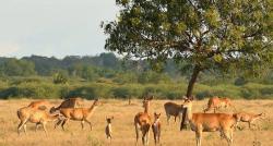 Kampung Unik di Situbondo, Singgah ke Desanya Ternyata Punya Pemandangan Mirip Luar Negeri 