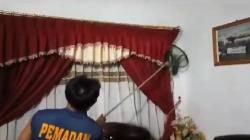Bikin Panik, 2 Ekor Rakun Masuk Rumah di Palangka Raya, Tim Damkar Turun Tangan<