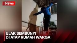 Ular Sepanjang 2 Meter Sembunyi di Atap Rumah Warga, Evakuasi  Berlangsung Dramatis