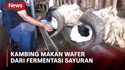 Unik! Kambing di Jember Suka Makan Wafer dari Bahan Sayuran yang di Fermentasi