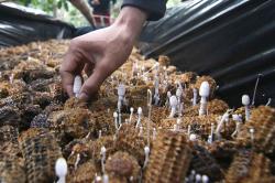 Budi Daya Jamur Janggel di Banyuwangi, Petani Jual Rp25.000 per Kg