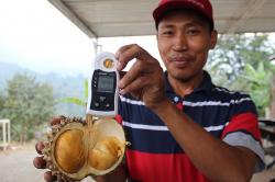 Viral Durian Duri Hitam di Media Sosial, Rasanya Manis Harga Rp2 Jutaan per Buah