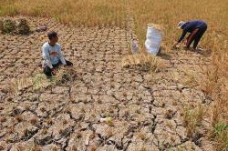 Petani Magelang Gagal Panen Padi akibat Musim Kemarau