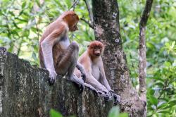 Wisata Konservasi Mangrove dan Bekantan di Tarakan