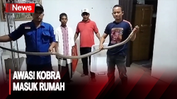 Kobra Panjang  3 Meter Dievakuasi dari Kamar Warga di Aceh Besar