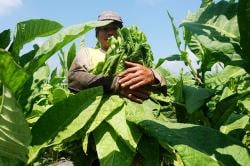 Senyum Petani Temanggung Panen Tembakau dengan Kualitas Baik