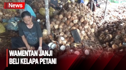 Harga di Tanjab Barat dan Riau Anjlok, Ini Janji Wamentan Kelapa Petani Kelapa