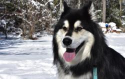 7 Anjing Termahal di Dunia 2023, Ada yang Seharga Mobil Lho!